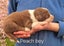Purebred border collie puppies Carousel 18