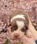 Purebred border collie puppies Carousel 17
