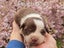 Purebred border collie puppies Carousel 15