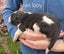 Purebred border collie puppies Carousel 14