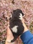 Purebred border collie puppies Carousel 13