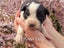 Purebred border collie puppies Carousel 12
