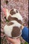 Purebred border collie puppies Carousel 2