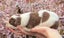 Purebred border collie puppies Carousel 4