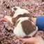 Purebred border collie puppies Carousel 1