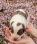 Purebred border collie puppies Carousel 3