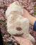 Purebred border collie puppies Carousel 8