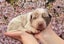 Purebred border collie puppies Carousel 7