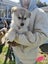 Gorgeous MALAMUTE X HUSKY X GERMAN SHEPARD Pupp Carousel 3
