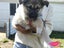 Gorgeous MALAMUTE X HUSKY X GERMAN SHEPARD Pupp Carousel 4