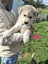Gorgeous MALAMUTE X HUSKY X GERMAN SHEPARD Pupp Carousel 6