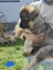 Gorgeous MALAMUTE X HUSKY X GERMAN SHEPARD Pupp Carousel 7