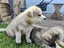 Gorgeous MALAMUTE X HUSKY X GERMAN SHEPARD Pupp Carousel 8