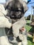 Gorgeous MALAMUTE X HUSKY X GERMAN SHEPARD Pupp Carousel 9