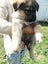 Gorgeous MALAMUTE X HUSKY X GERMAN SHEPARD Pupp Carousel 10
