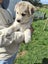 Gorgeous MALAMUTE X HUSKY X GERMAN SHEPARD Pupp Carousel 11