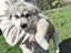 Gorgeous MALAMUTE X HUSKY X GERMAN SHEPARD Pupp Carousel 12