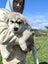 Gorgeous MALAMUTE X HUSKY X GERMAN SHEPARD Pupp Carousel 13