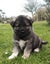 Gorgeous MALAMUTE X HUSKY X GERMAN SHEPARD Pupp Carousel 1