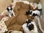 ***UNIQUE & Rare STUNNING Toy CHOC/WHITE Pure-Bred PARTI POODLES*** Carousel 6