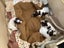 ***UNIQUE & Rare STUNNING Toy CHOC/WHITE Pure-Bred PARTI POODLES*** Carousel 7