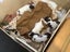 ***UNIQUE & Rare STUNNING Toy CHOC/WHITE Pure-Bred PARTI POODLES*** Carousel 4