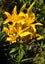 ASAP: Garden Maintenance: Hedge Trim & Tree Prune Carousel 11