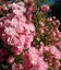 ASAP: Garden Maintenance: Hedge Trim & Tree Prune Carousel 16