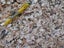 Landscape Supplies Carousel 15