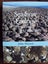 Seashore Ecology of New Zealand and the Pacific Carousel 1