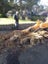 STUMPS GRINDING Carousel 6