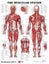 Muscular System anatomical chart Carousel 1