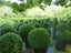 BUXUS TOPIARY Carousel 5