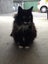 Missing -Longhaired Black&White Desexed Female Cat Carousel 1