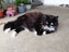 Missing -Longhaired Black&White Desexed Female Cat Carousel 2