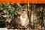 Outdoor / Barn Homes Needed - Fern needs a home! Carousel 4