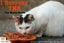 Outdoor / Barn Homes Needed - Fern needs a home! Carousel 2