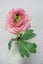 Ranunculus Pick - Pink Carousel 1