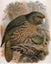 Maori Bird Lore: An Introduction by Murdoch Riley Carousel 3