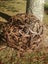 HORSE SHOE BALLS 75CM - CHRISTMAS SPECIAL ONE ONLY AT $635 ! Carousel 7