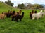Pet Female and cria Carousel 10