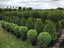 BUXUS TOPIARY Carousel 4