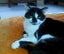 Lost from near Show Grounds Hastings - Black & white cat called Panda Carousel 1