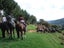 Riding Lessons - farm camps Carousel 15
