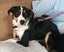 Akld, near nthwestern Lincoln Rd exit: 18 mth old tri-colour heading dog Carousel 5