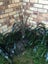 BULLRUSH - RAUPO REED PLANT 1 metre tall Carousel 3