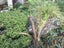 BULLRUSH - RAUPO REED PLANT 1 metre tall Carousel 4
