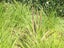 BULLRUSH - RAUPO REED PLANT 1 metre tall Carousel 5