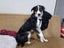 Akld, near nthwestern Lincoln Rd exit: 18 mth old tri-colour heading dog Carousel 7