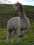 Pet Female and cria Carousel 9